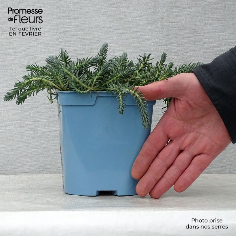 Spécimen de Sedum reflexum Blue Spruce Pot de 2L/3L tel que livré en hiver