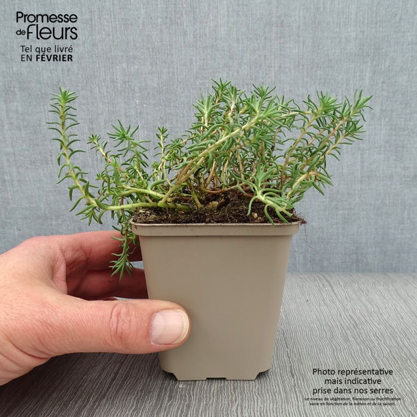 Spécimen de Sedum reflexum - Orpin des rochers, Orpin réfléchi Godet de 8/9 cm tel que livré en hiver