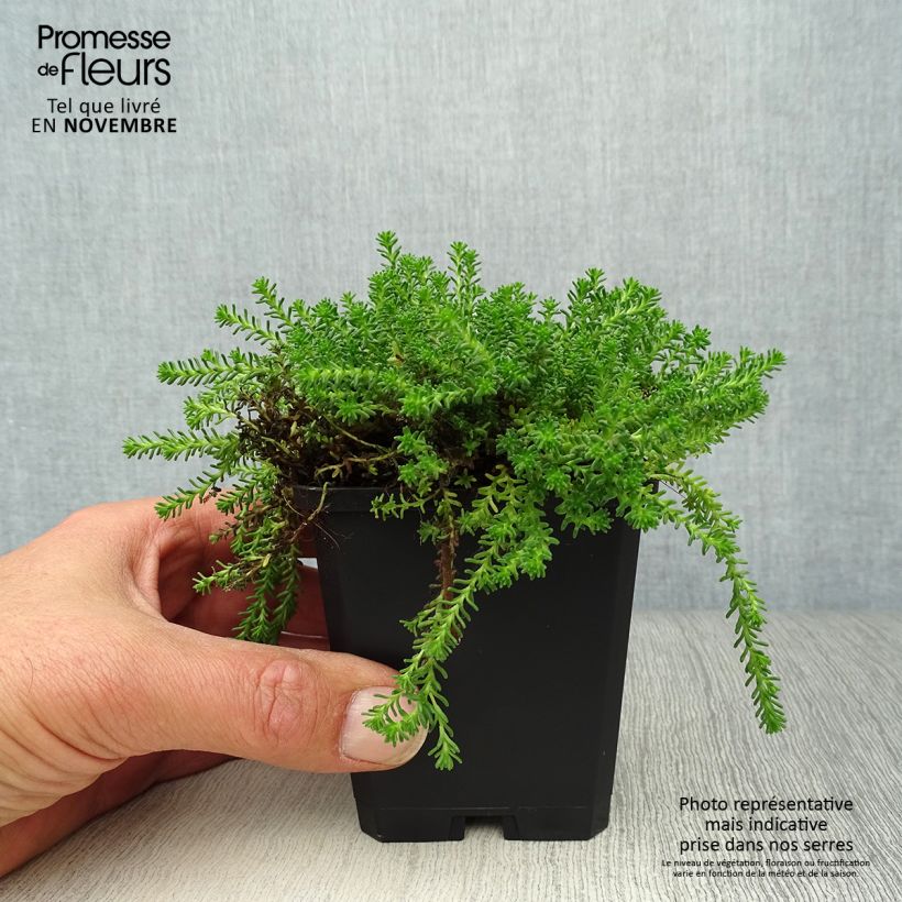 Spécimen de Sedum sexangulare - Orpin à six angles Godet de 8/9 cm tel que livré en automne