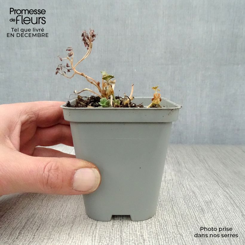 Spécimen de Sedum sieboldii - Orpin Godet de 8/9 cm tel que livré en hiver