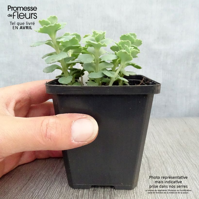 Spécimen de Sedum sieboldii - Orpin Godet de 8/9 cm tel que livré au printemps
