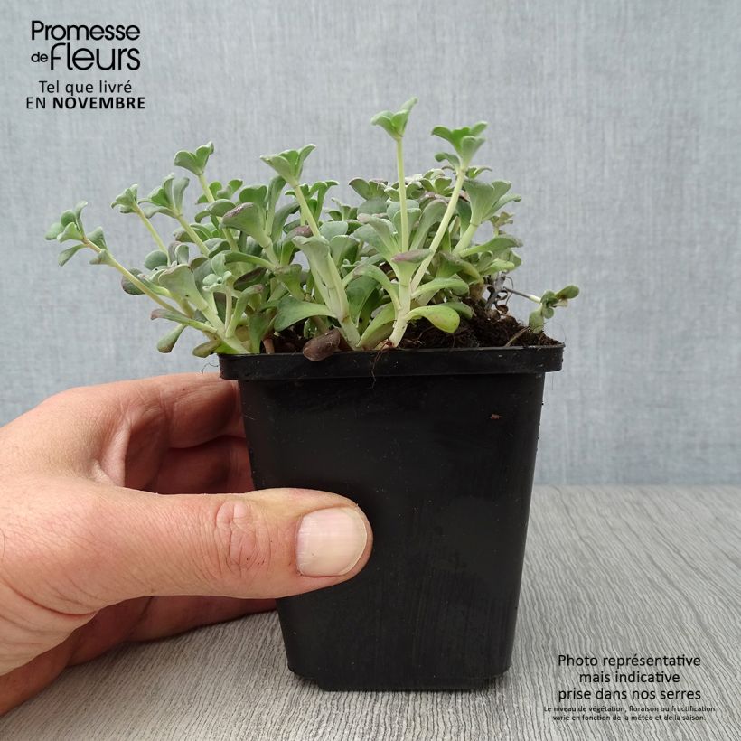 Spécimen de Sedum spathulifolium Purpureum - Orpin Godet de 8/9 cm tel que livré en automne