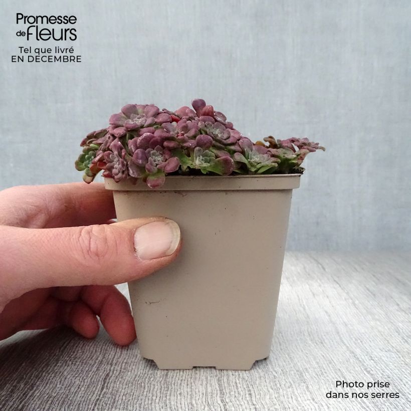 Spécimen de Sedum spathulifolium Purpureum - Orpin Godet de 8/9 cm tel que livré en hiver