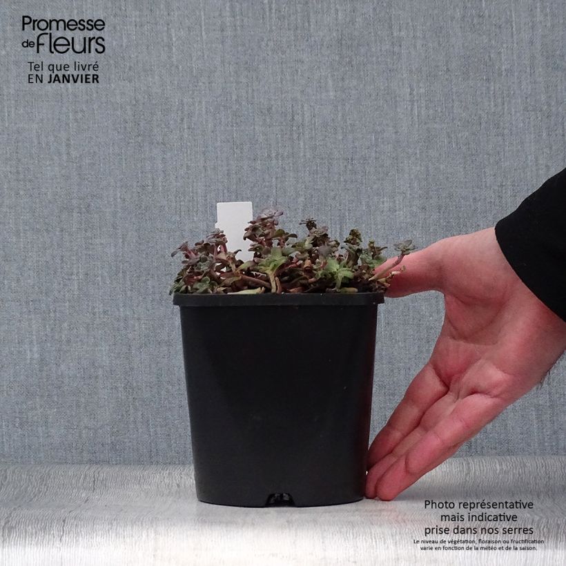 Spécimen de Sedum spathulifolium Purpureum - Orpin Pot de 2L/3L tel que livré en hiver
