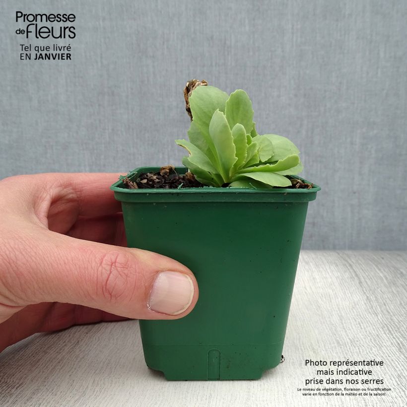 Spécimen de Sedum spectabile Brilliant - Grand Orpin d'automne Godet de 8/9 cm tel que livré en hiver