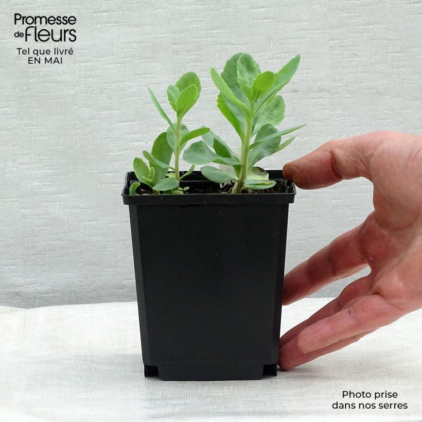 Spécimen de Sedum spectabile Carl - Orpin d'Automne Godet de 8/9 cm tel que livré au printemps