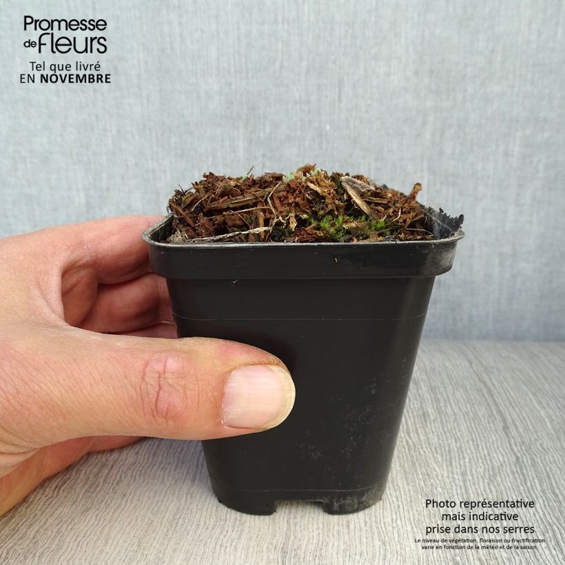 Spécimen de Sedum spectabile Carl - Orpin d'Automne Godet de 8/9 cm tel que livré en automne