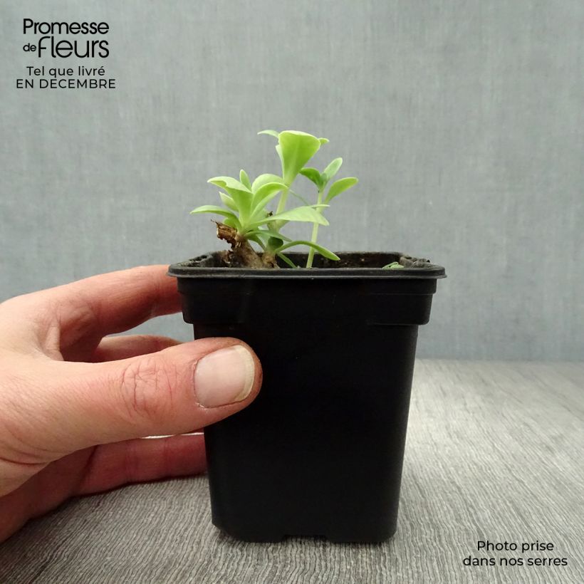 Spécimen de Sedum spectabile Carmen - Orpin d'Automne Godet de 7/8 cm tel que livré en hiver