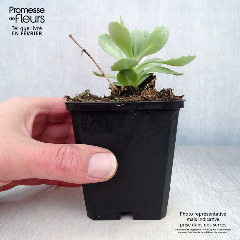 Spécimen de Sedum spectabile Meteor - Orpin d'automne Godet de 8/9 cm tel que livré en hiver