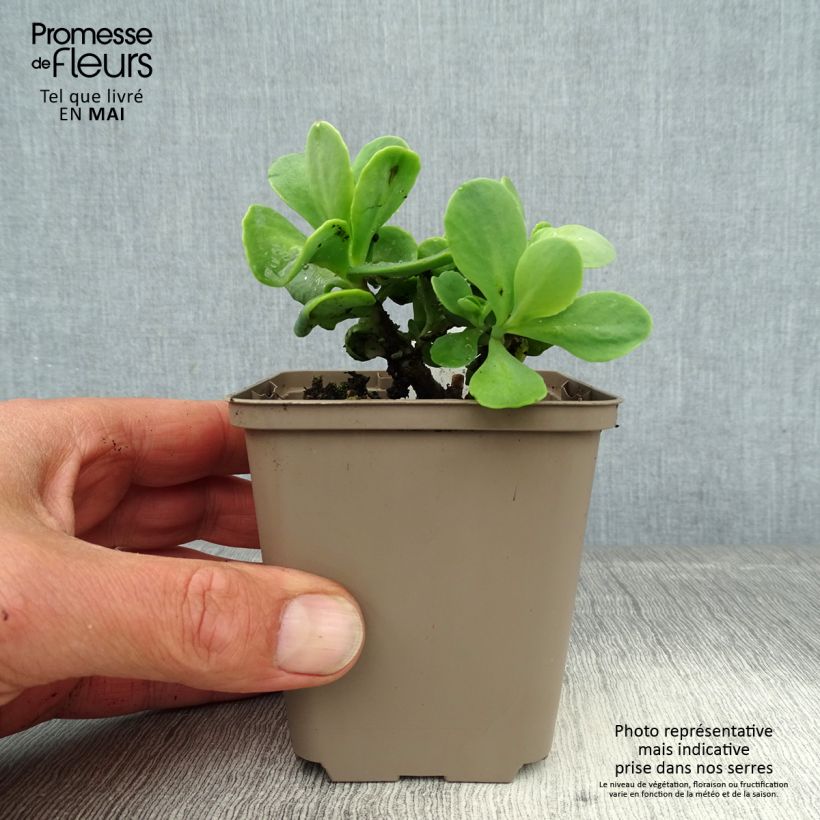 Amostra de Sedum spectabile Meteor Vaso de 8/9 cm tal como entregue na primavera