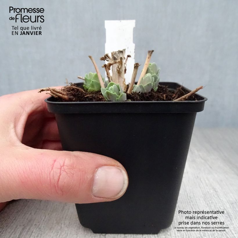 Spécimen de Sedum spectabile Septemberglut - Orpin d'automne Godet de 8/9 cm tel que livré en hiver