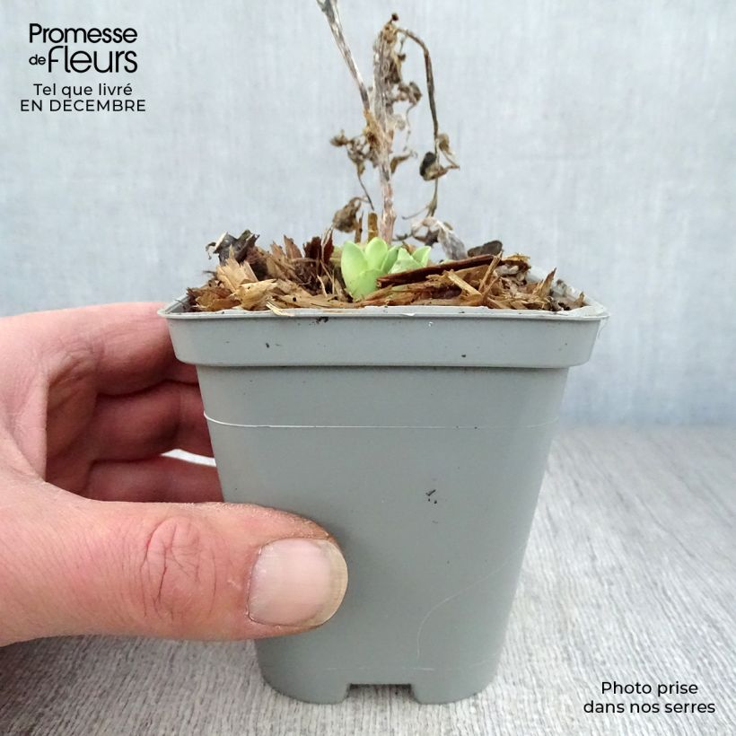 Spécimen de Sedum spectabile Stardust - Orpin d'automne Godet de 8/9 cm tel que livré en hiver