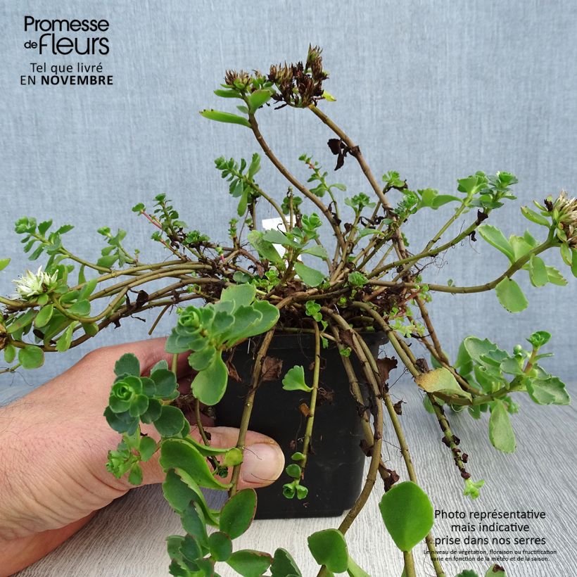 Spécimen de Sedum spurium Album Superbum - Orpin Godet de 8/9 cm tel que livré en automne