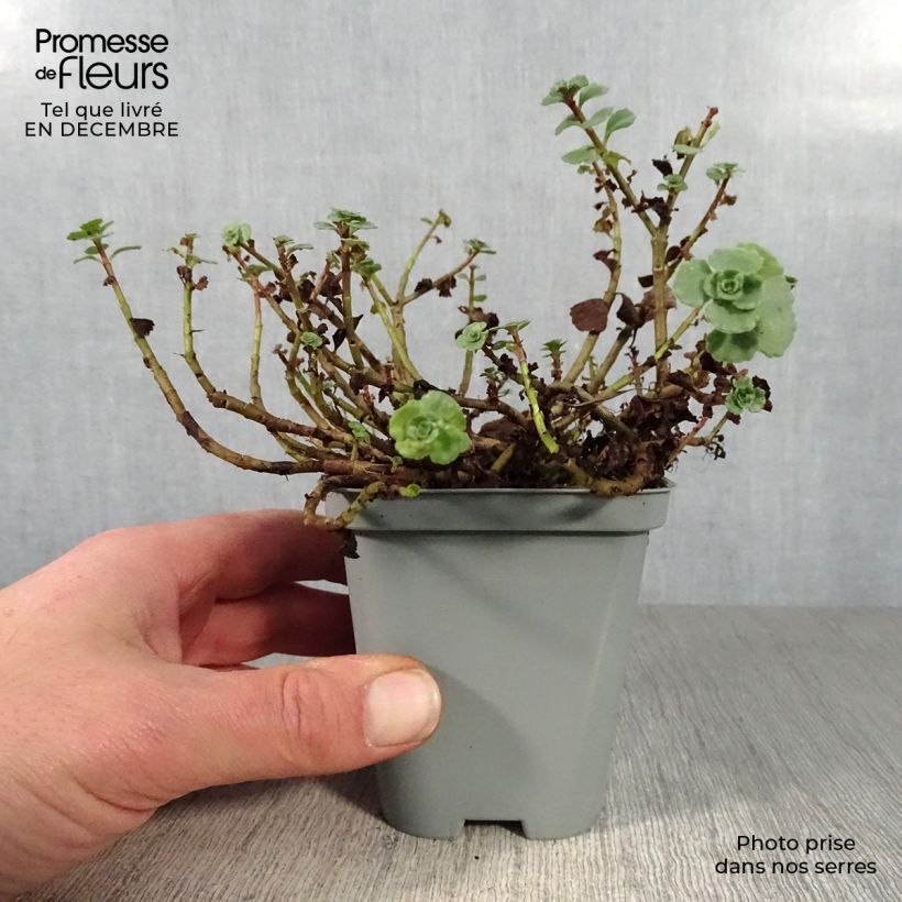 Spécimen de Sedum spurium Album Superbum - Orpin Godet de 8/9 cm tel que livré en hiver
