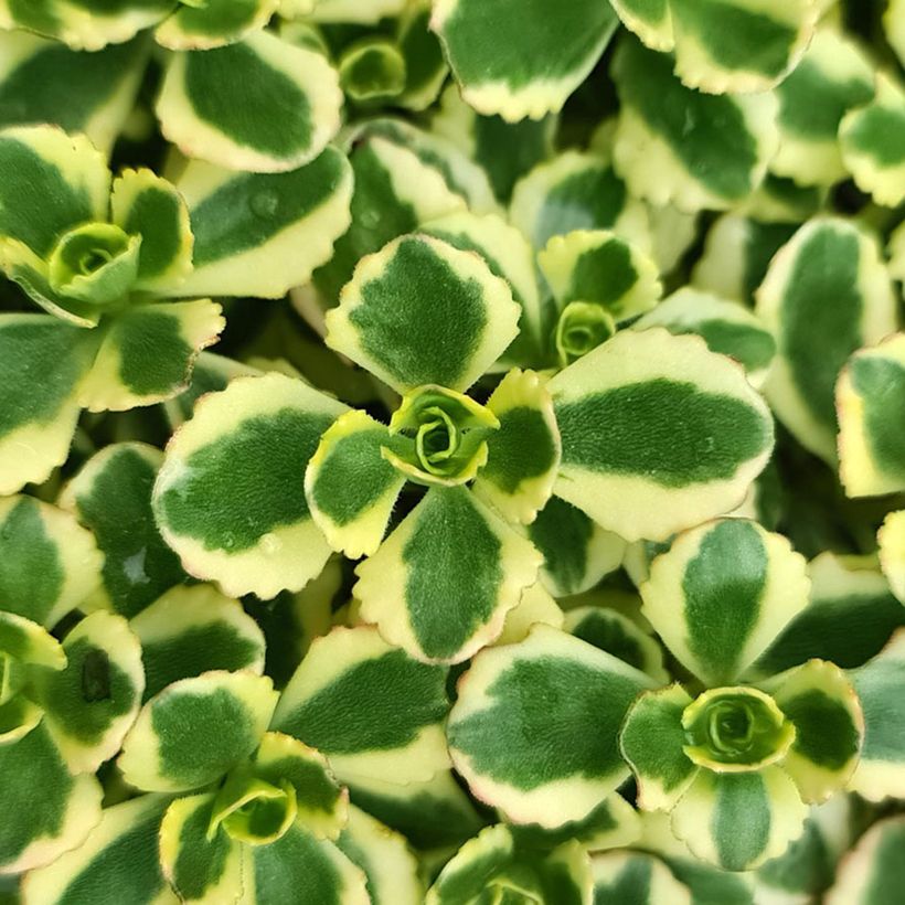 Sedum spurium Little Gecko - Orpin (Feuillage)