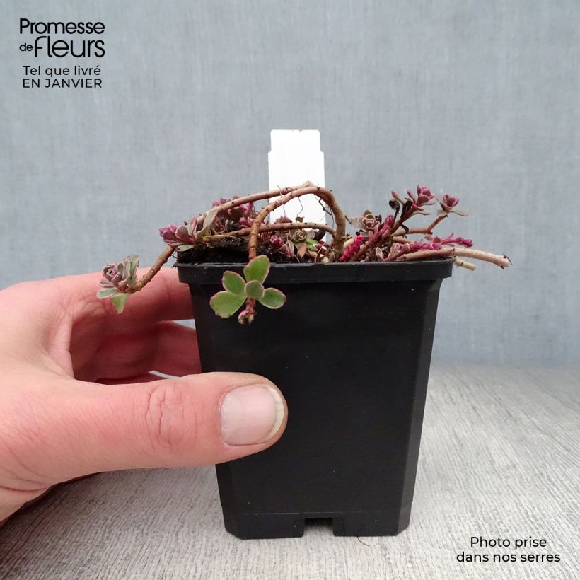 Spécimen de Sedum spurium Variegatum - Orpin panaché Godet de 8/9 cm tel que livré en hiver