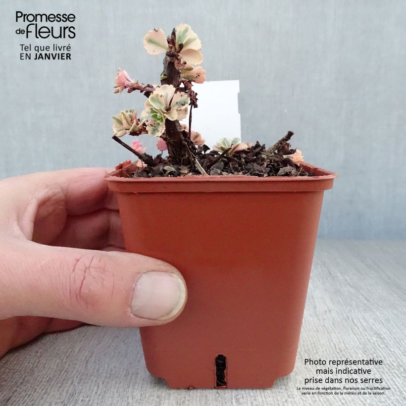 Spécimen de Sedum takesimense Atlantis - Orpin panaché  Godet de 8/9 cm tel que livré en hiver