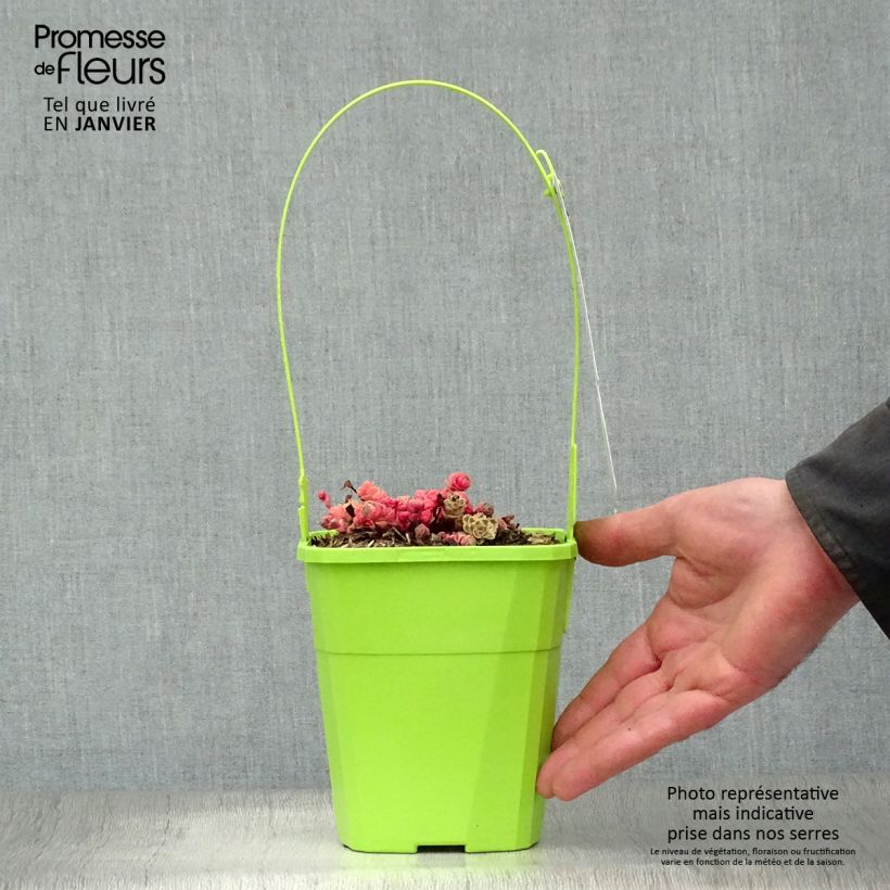 Spécimen de Sedum takesimense Atlantis - Orpin panaché  Pot de 1,5L/2L tel que livré en hiver
