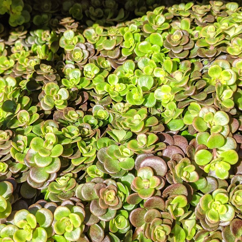 Sedum tetractinum Coral Reef - Orpin (Feuillage)