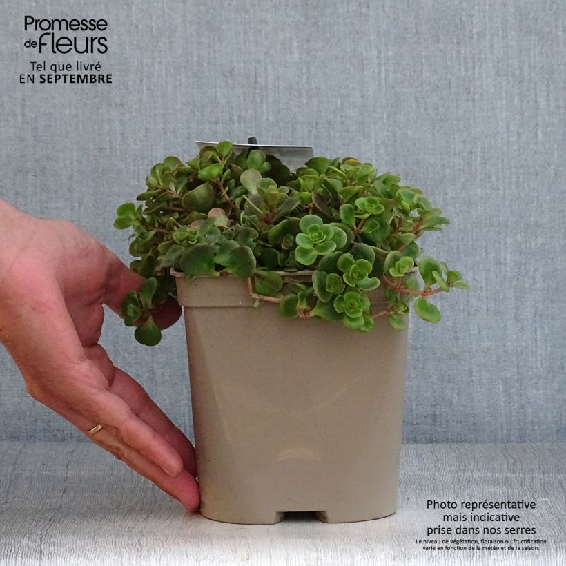 Spécimen de Sedum tetractinum Coral Reef - Orpin Pot de 2L/3L tel que livré en automne