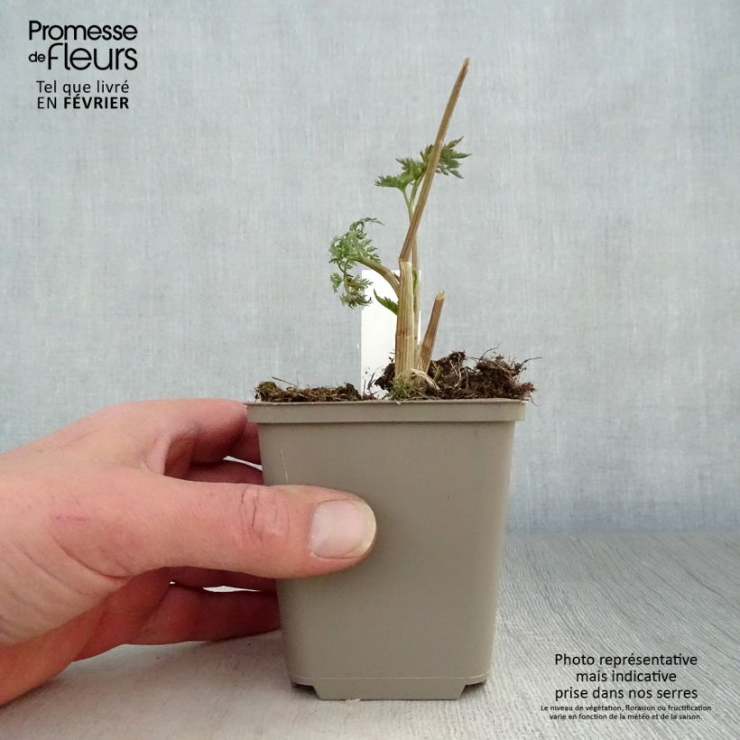 Spécimen de Selinum wallichianum Godet de 8/9 cm tel que livré en hiver