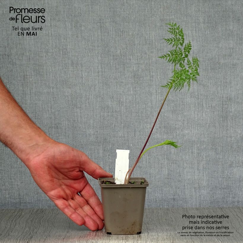 Spécimen de Selinum wallichianum Godet de 8/9 cm tel que livré au printemps