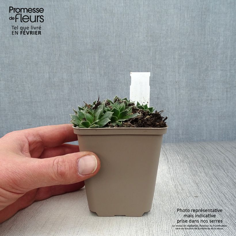 Spécimen de Sempervivum Alpha - Joubarbe rouge Godet de 8/9 cm tel que livré en hiver