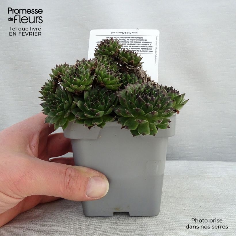 Spécimen de Sempervivum Chick Charms Appletini - Joubarbe Pot de 10 cm/11cm tel que livré en hiver