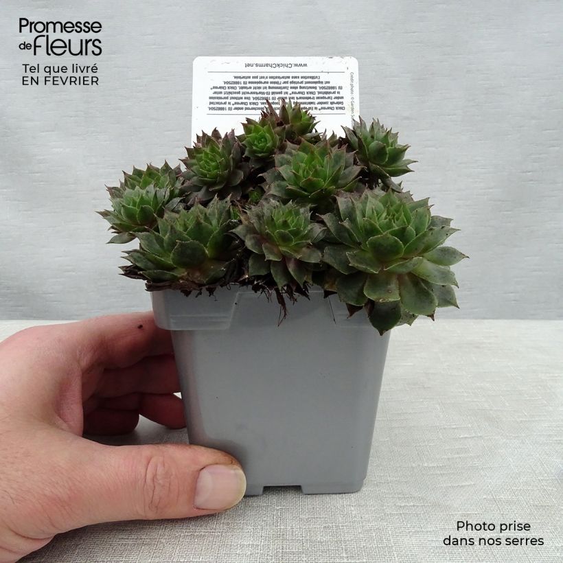 Spécimen de Sempervivum Chick Charms ® Berry Blues - Joubarbe bleue violacée Pot de 10 cm/11cm tel que livré en hiver
