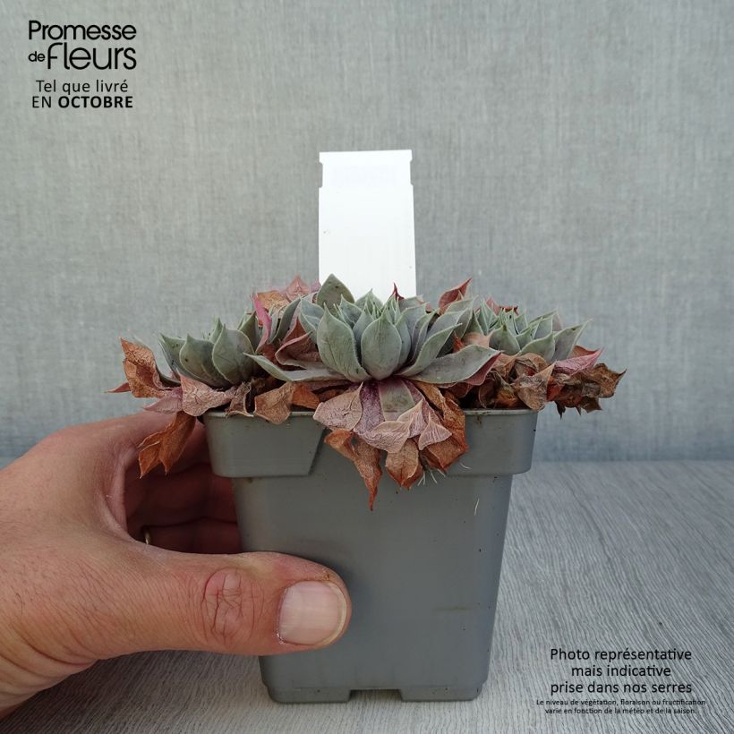 Spécimen de Sempervivum Chick Charms ® Berry Blues - Joubarbe bleue violacée Pot de 10 cm/11cm tel que livré en automne