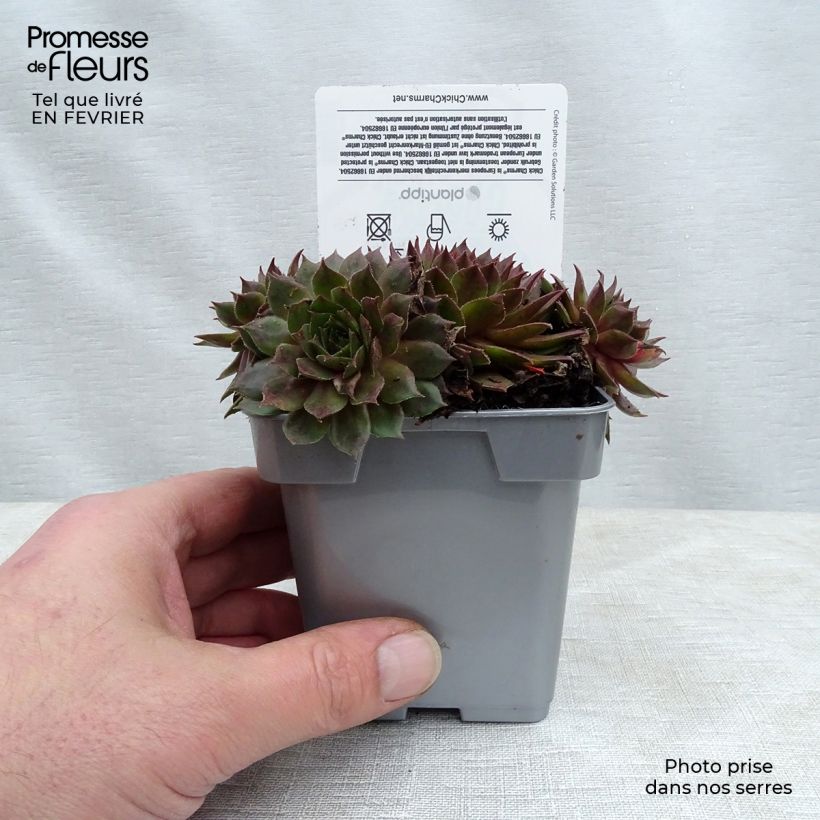 Spécimen de Sempervivum Chick Charms ® Bing Cherry - Joubarbe bourgogne Pot de 10 cm/11cm tel que livré en hiver