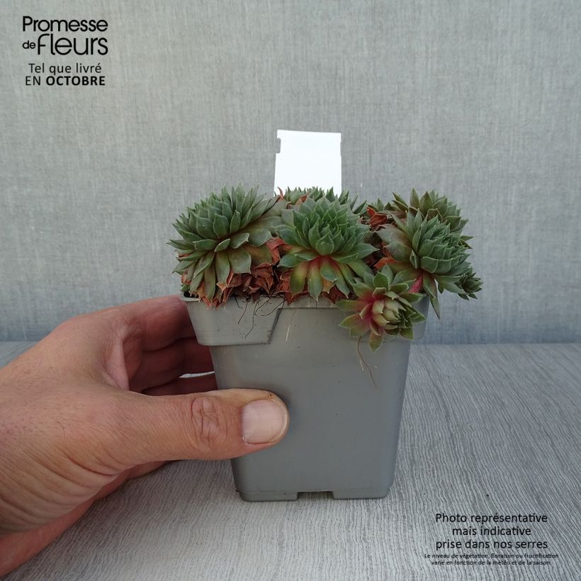 Spécimen de Sempervivum Chick Charms ® Bing Cherry - Joubarbe bourgogne Pot de 10 cm/11cm tel que livré en automne