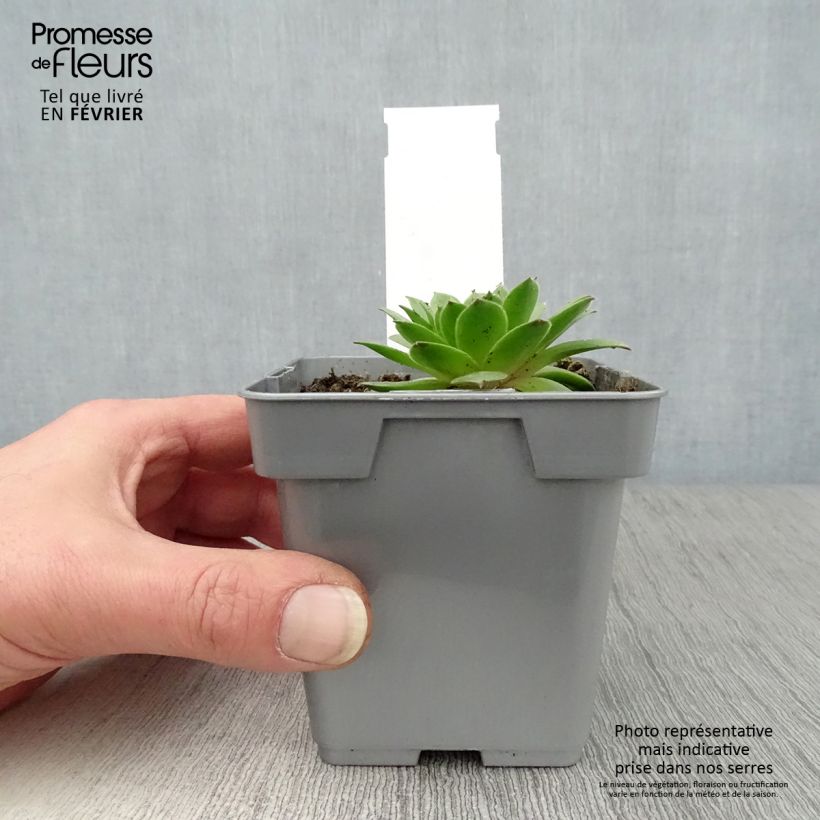 Spécimen de Sempervivum Chick Charms Cherry Berry - Joubarbe Pot de 10 cm/11cm tel que livré en hiver