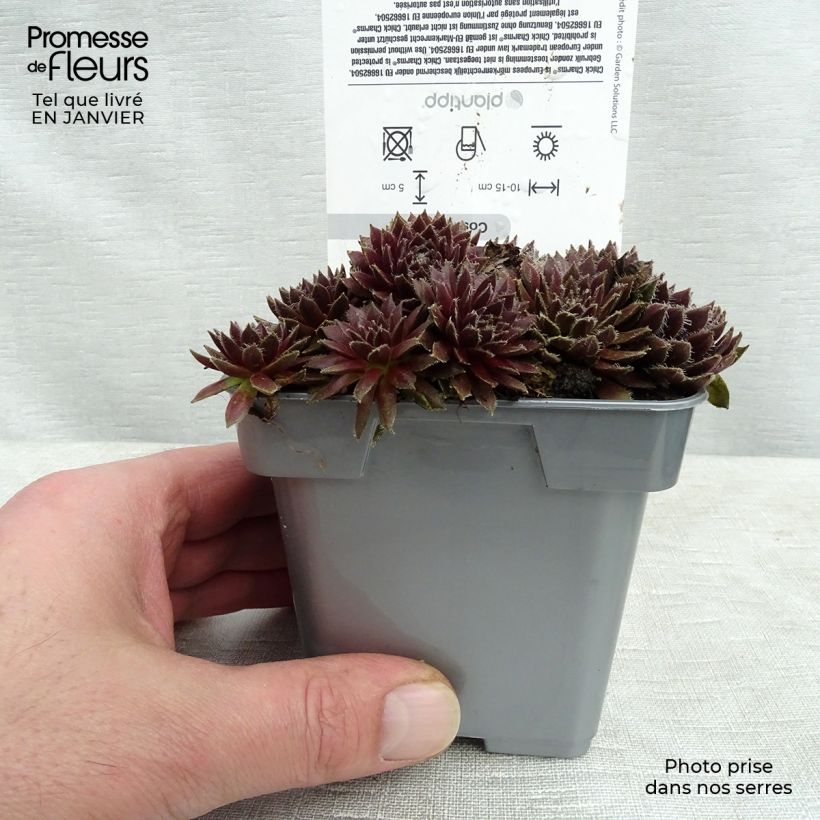 Spécimen de Sempervivum Chick Charms Cosmic Candy - Joubarbe bordeaux au cœur cotonneux Pot de 10 cm/11cm tel que livré en hiver