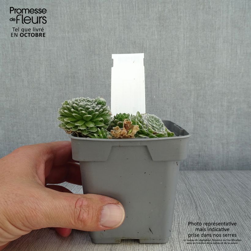 Spécimen de Sempervivum Chick Charms ® Cotton Candy - Joubarbe verte au cœur cotonneux Pot de 10 cm/11cm tel que livré en automne