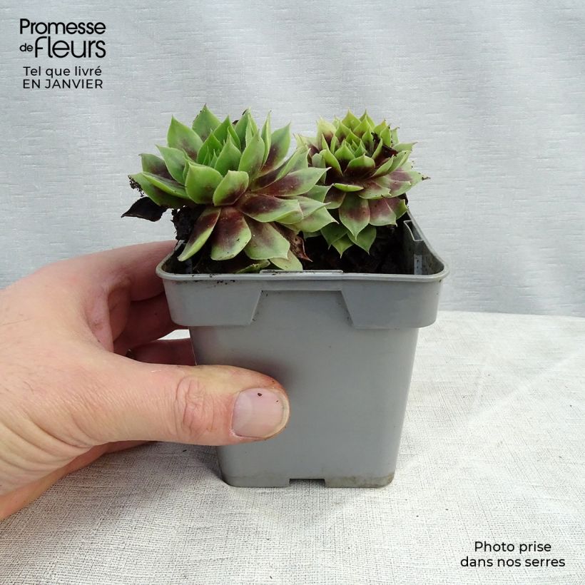 Spécimen de Sempervivum Chick Charms ® Cranberry Cocktail - Joubarbe pourpre sombre pointé de vert Pot de 10 cm/11cm tel que livré en hiver