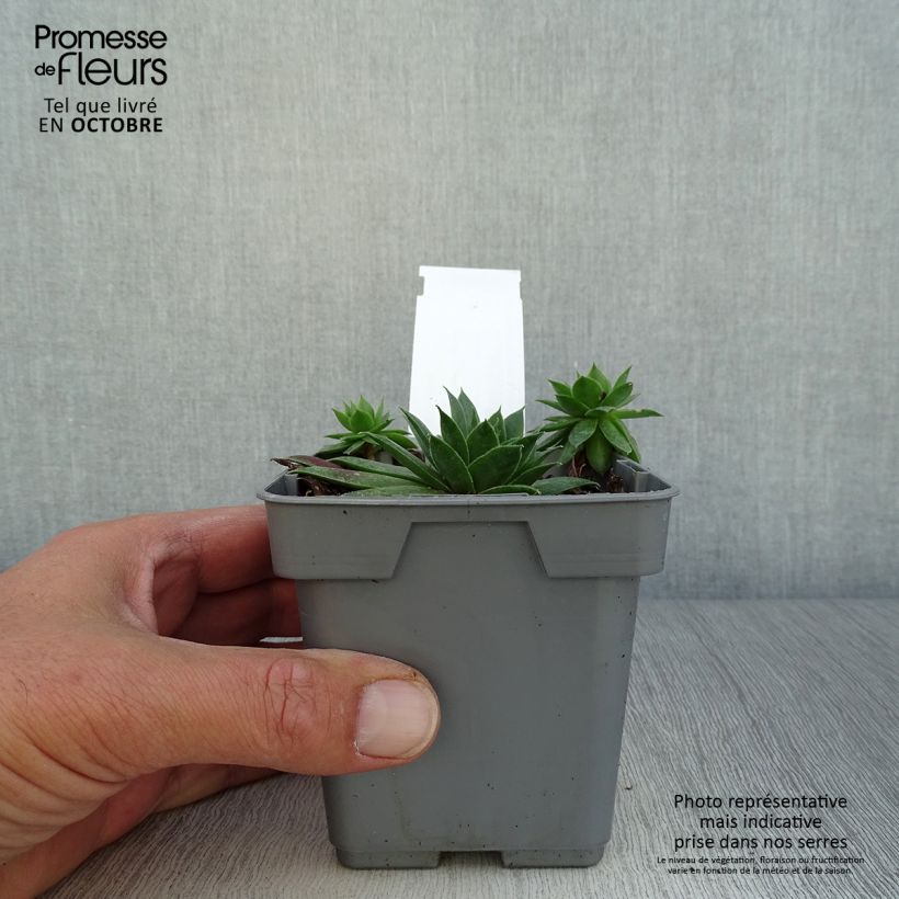 Spécimen de Sempervivum Chick Charms ® Cranberry Cocktail - Joubarbe pourpre sombre pointé de vert Pot de 10 cm/11cm tel que livré en automne