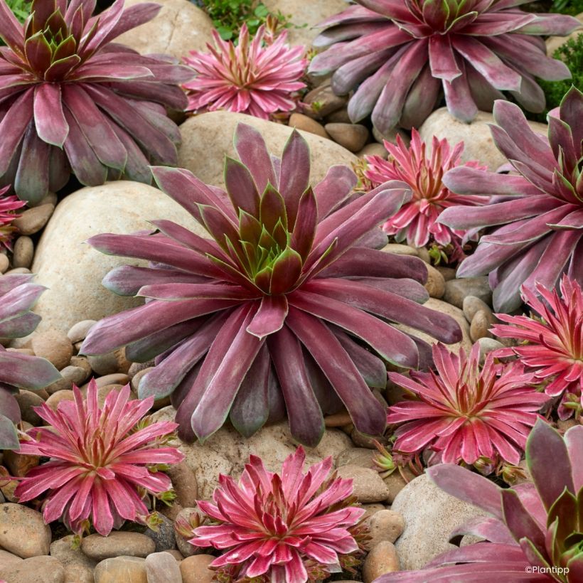 Sempervivum Chick Charms Giant Emerald Explosion - Joubarbe (Port)
