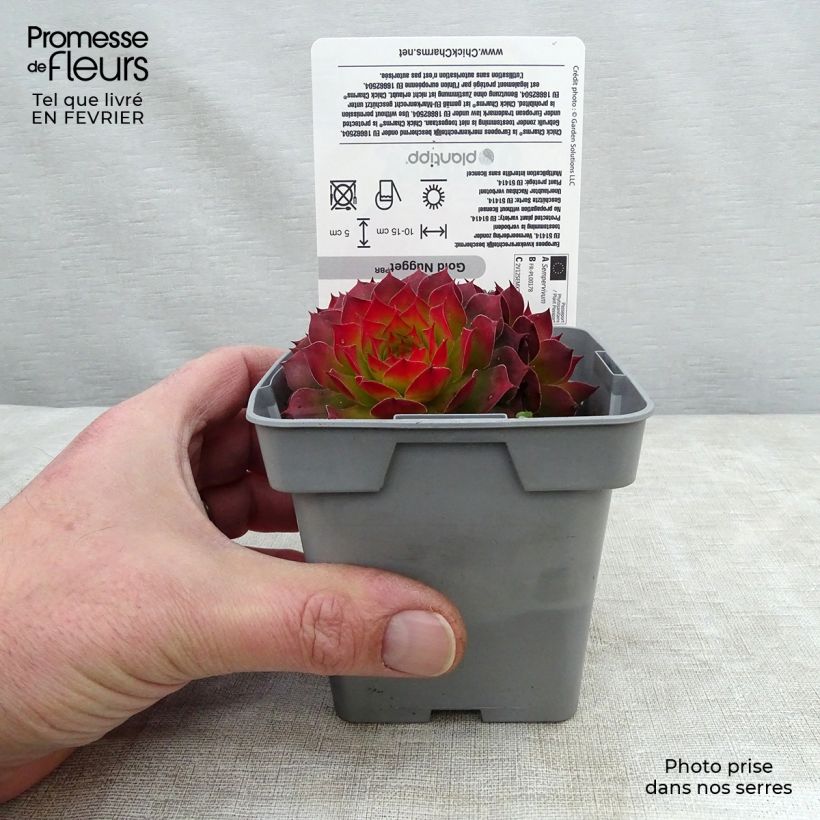Spécimen de Sempervivum Chick Charms Gold Nugget - Joubarbe Pot de 10 cm/11cm tel que livré en hiver