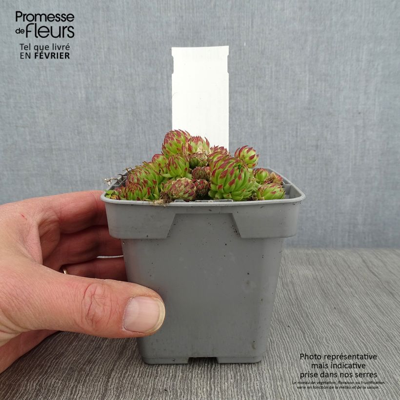 Spécimen de Sempervivum Chick Charms Key Lime Kiss - Joubarbe Pot de 10 cm/11cm tel que livré en hiver