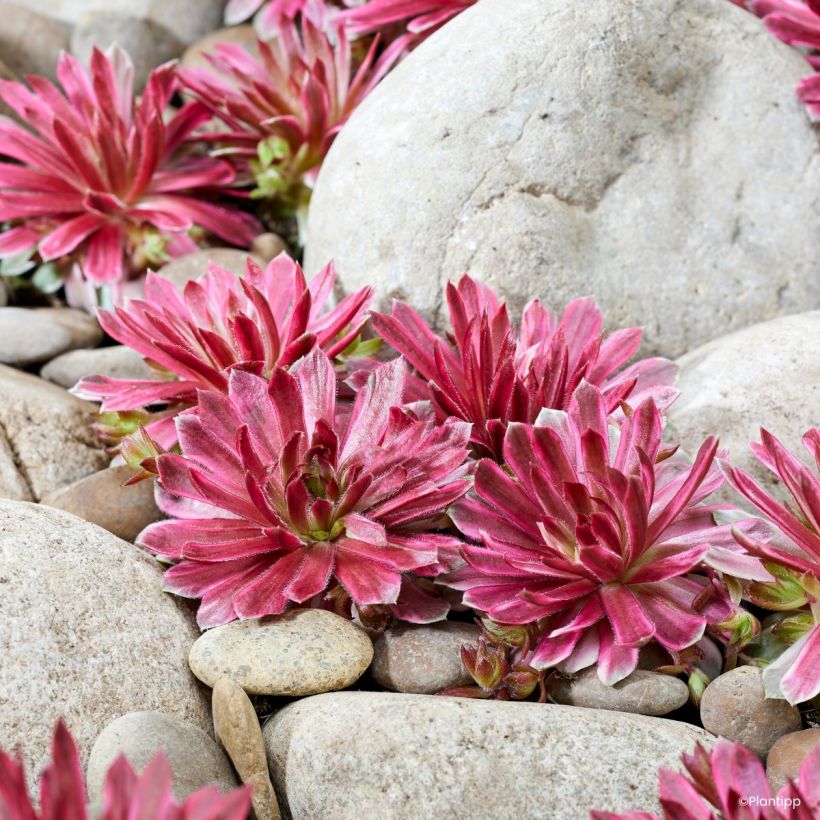 Sempervivum Chick Charms Lotus Blossom - Joubarbe (Port)