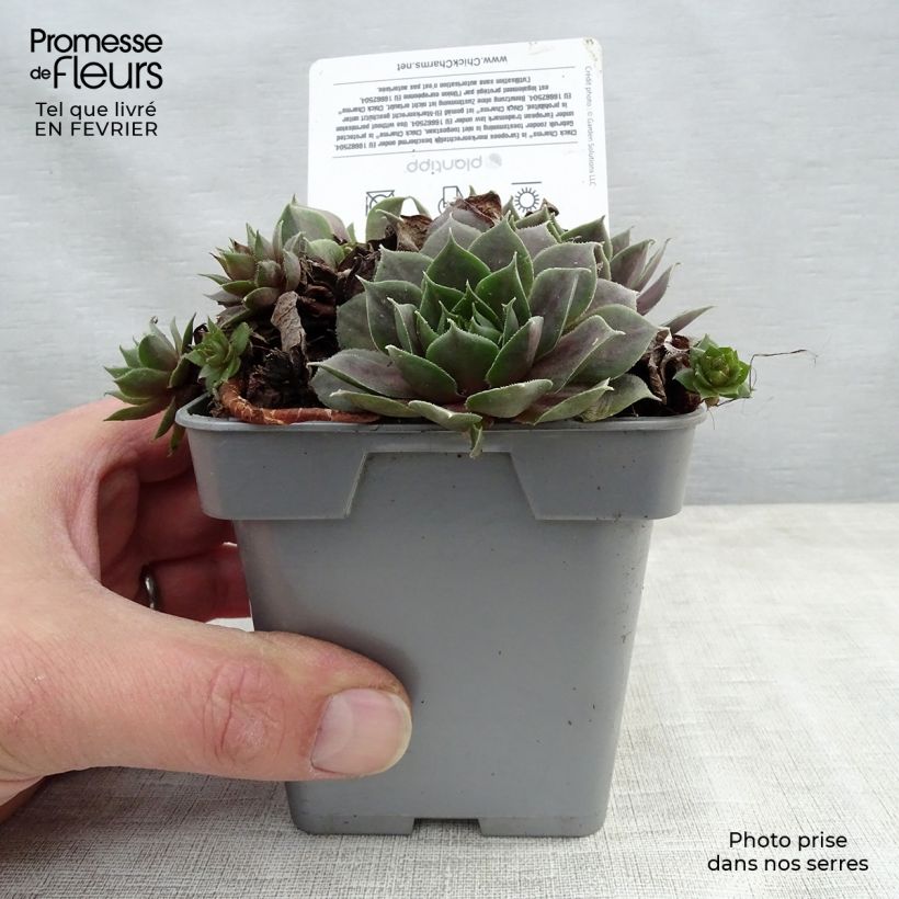 Spécimen de Sempervivum Chick Charms Plum Perfect  - Joubarbe Pot de 10 cm/11cm tel que livré en hiver