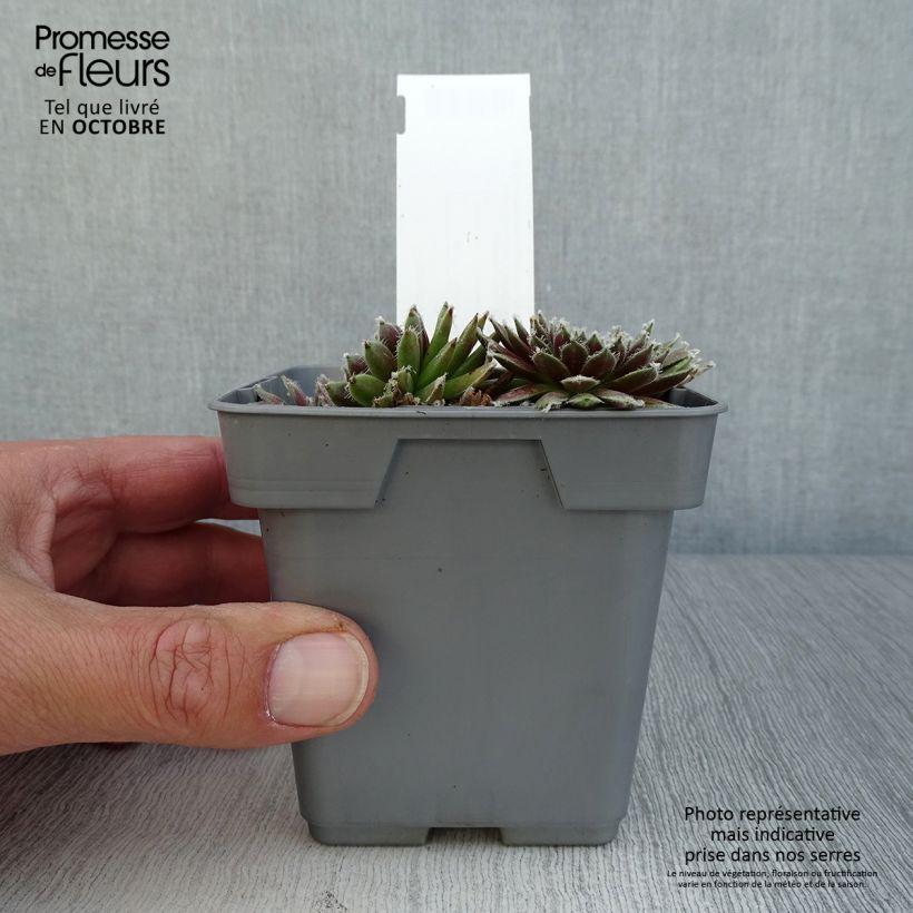 Spécimen de Sempervivum Chick Charms Plum Perfect  - Joubarbe Pot de 10 cm/11cm tel que livré en automne