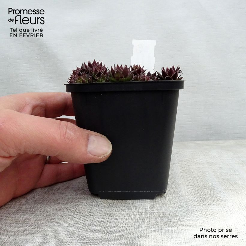 Spécimen de Sempervivum Commander Hay - Joubarbe hybride rouge et verte Godet de 8/9 cm tel que livré en hiver