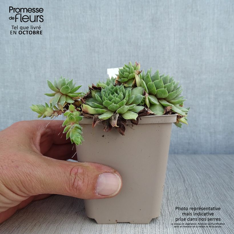 Spécimen de Sempervivum Commander Hay - Joubarbe hybride rouge et verte Godet de 8/9 cm tel que livré en automne