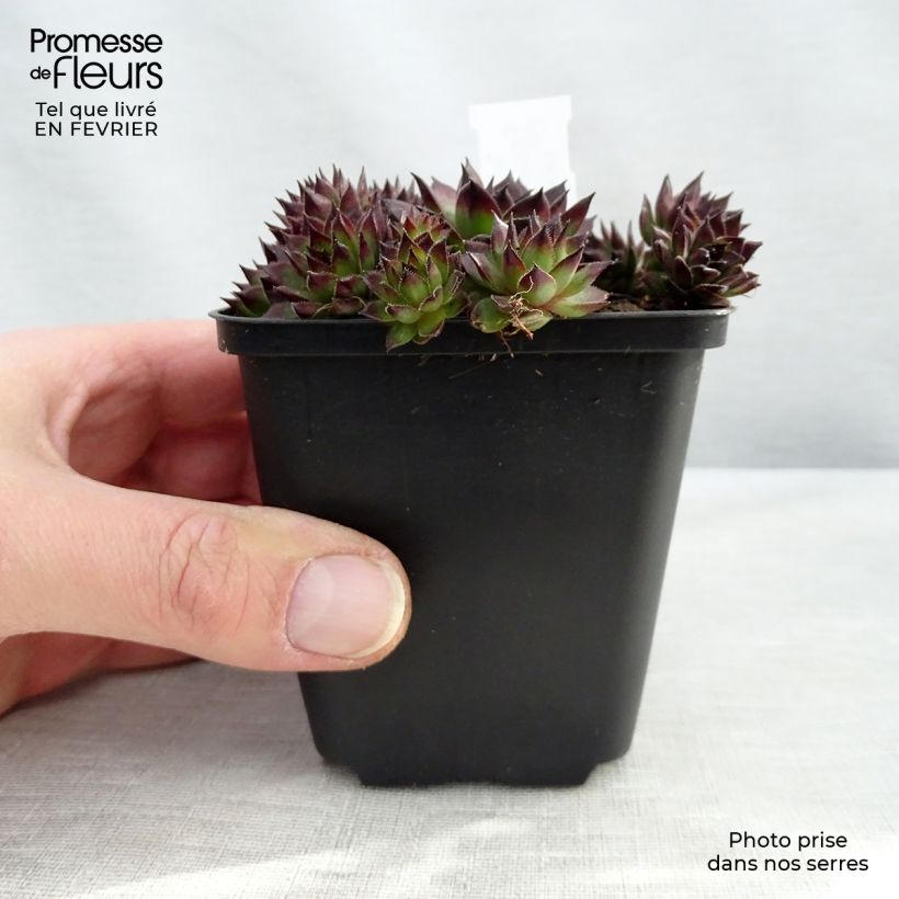 Spécimen de Sempervivum Dark Beauty - Joubarbe pourpre foncé Godet de 8/9 cm tel que livré en hiver