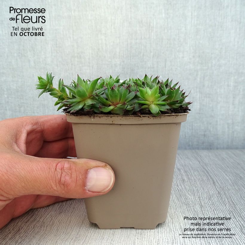 Spécimen de Sempervivum Dark Beauty - Joubarbe pourpre foncé Godet de 8/9 cm tel que livré en automne