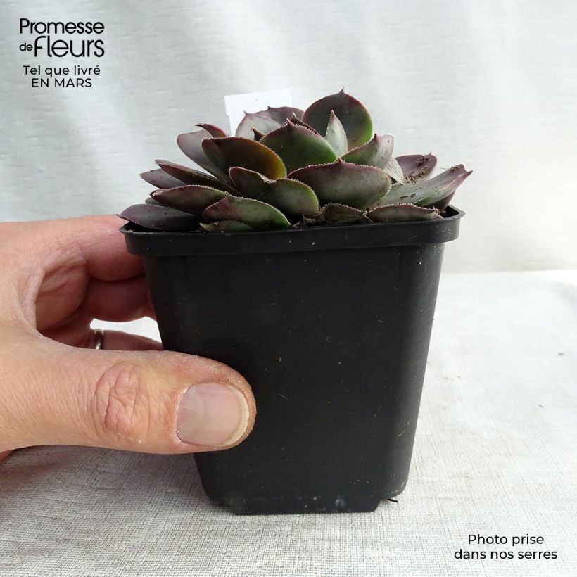 Spécimen de Sempervivum Feldmaier - Joubarbe hybride  Godet de 8/9 cm tel que livré au printemps