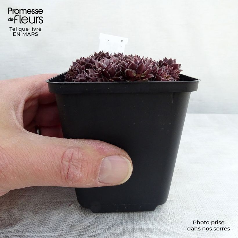 Spécimen de Sempervivum Granat - Joubarbe hybride poupre et vert amande Godet de 8/9 cm tel que livré en hiver