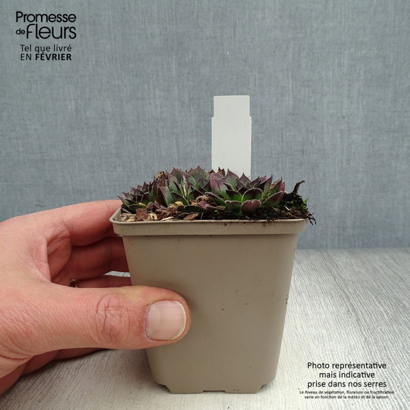 Spécimen de Sempervivum Noir - Joubarbe noire. Godet de 8/9 cm tel que livré en hiver